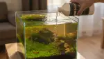 Huminstoffe: Geheimnis eines gesunden Aquariums