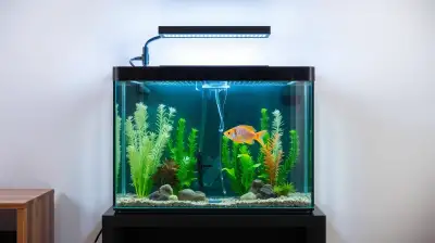 Aquarium Quarantänebecken einrichten