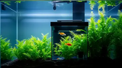 Zuchtbox Aquarium – so gelingt der Start
