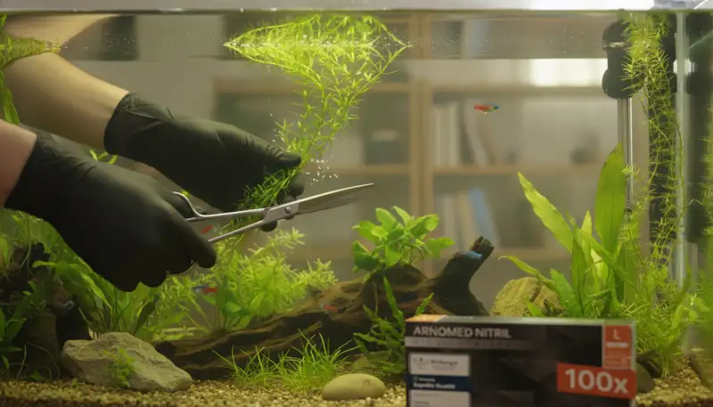 Nitrilhandschuhe: Schutz für Hände und Aquarium