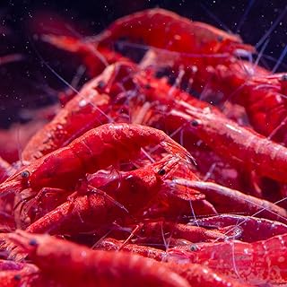 AquabreedingSkill 10 stück red fire Garnelen – Aquarium Garnelen lebend – zwerggarnelen neocarid…