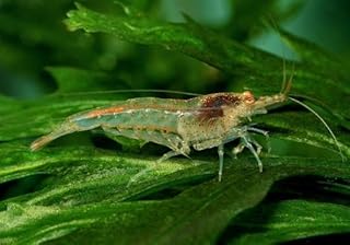 AquaBreedingSkill Garnelen Aquarium – Neocaridina Zwerggarnelen, 15 Stück im Set – Der Algen…