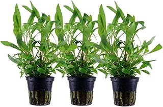 AquaOne Aquarium Pflanze 3 Stück Hygrophila corymbosa I Wasserpflanze Aquariumpflanze Stängelpf…