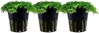 AquaOne Aquarium Pflanze 3 Stück Hemianthus callitrichoides ‚Cuba‘ I Wasserpflanze Aquariumpflan…