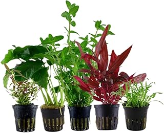 AquaOne Aquarium Pflanzen I 5X Wasserpflanzen I Einsteiger Aquarienpflanzen I Bacopa Lilaeopsis A…