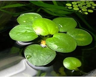 Froschbiss/Limnobium laevigatum – mittelgroß, 4 Stück