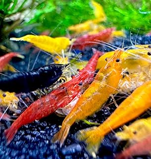 Set aus 10 lebenden Neocaridina Aquarium Garnelen friedliche Bewohner für Aquarien Größe 1,5-2 cm