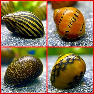 Rennschnecken Mix, Aquarium Rennschnecke, 8 Stück je Sorte 2 Stück