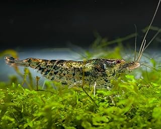 Der Algen fresser im Aquarium: Algengarnele, 10 Stück