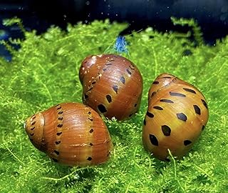 5 Orange Track Rennschnecken, Algenfresser / Stück 1,99€