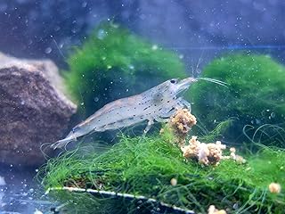 5X Amanogarnelen – Effektive Algenfresser Amano Garnelen für EIN sauberes Aquarium in verschie…