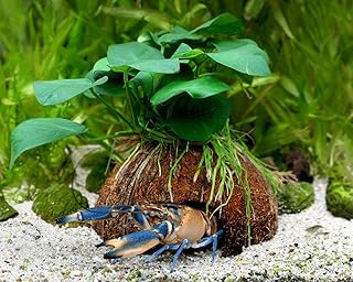 NatureHolic Aquarium Pflanzen Deko Höhle – Kokosnuss mit Anubias Pflanze
