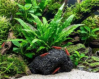 NatureHolic Lavastein mit Microsorum Javafarn – bepflanzte Aquarium Deko – Aquariumpflanze auf Na…