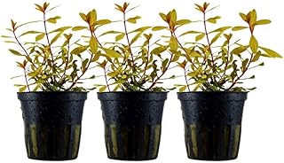AquaOne Aquarium Pflanze 3 Stück Ammannia pedicellata Gold I Hintergrund Wasserpflanze Aquariump…