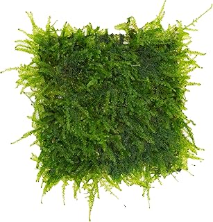 AquaBreedingSkill Taiwan Moos auf Edelstahlgitter 8×8 cm – Taxiphyllum sp. lebendes Aquarium M…