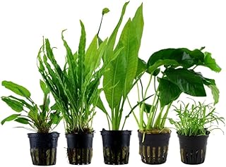 AquaOne Aquarium Pflanzen I Die 5 pflegeleichten Wasserpflanzen für Anfänger I Einsteiger Aquar…