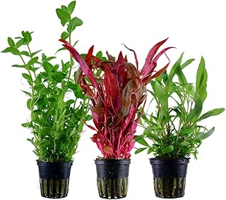 AquaOne Aquarium Pflanzen I 3X Wasserpflanzen I Hintergrund Aquarienpflanzen I Alternanthera Hygr…