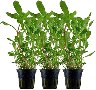 AquaOne Aquarium Pflanze 3 Stück Ammannia crassicaulis I Hintergrund Wasserpflanze Aquariumpflan…