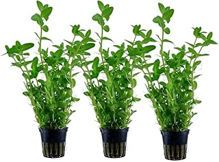 AquaOne Aquarium Pflanze 3 Stück Bacopa caroliniana I Wasserpflanze Aquariumpflanze Stängelpfla…