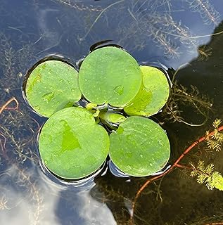 eine Portion Limnobium laevigatum – Kleiner Froschbiss | Schwimmpflanze für Gartenteich | Pfle…