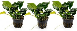 AquaBreedingSkill Set aus 3 Stück Aquarium Pflanzen Echt Set – Anubias, Microsorum – Lebende…