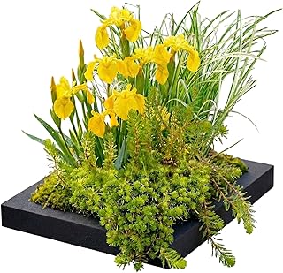 Schwimmender Pflanzenfilter Teich – Pflanzinsel mit 4 Wasserpflanzen – Teichpflanzen Komplettset …