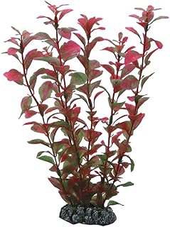 Hobby Ludwigia, 25 cm