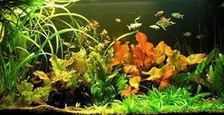 Unterwasser-Landschaft Lotuswelt für ein 60 Liter Aquarium, Aquariumpflanzen-Set Sortiment