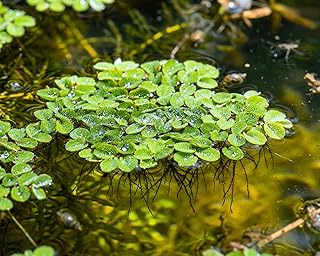 Hübsche Schwimmpflanze für Teich und Aquarium – Büschelfarn NANO – Salvia natans – Garnelio Po…
