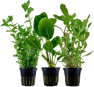 AquaOne Aquarium Pflanzen I 3X Wasserpflanzen I Hintergrund Aquarienpflanzen I Ammania Anubias Ba…
