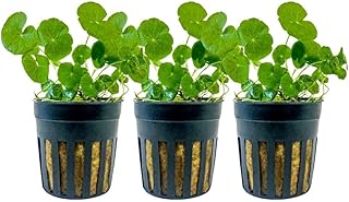 AquaOne Aquarium Pflanze 3 Stück Hydrocotyle leucocephala I Wasserpflanze Aquariumpflanze Stäng…