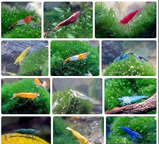 10x Aquarium Garnelen wählbar – Zwerggarnelen Neocaridina – groß ca. 2 cm, geschlechtsreif …
