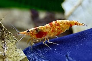 Koi Sunburst – Neocaridina davidi Zwerggarnele, 3er Gruppe – Rarität, Aquarium Garnelen