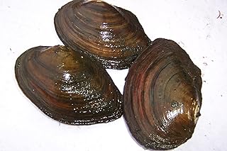 3 kleine Teichmuscheln – die Algenfresser für den Gartenteich – klares Wasser ohne Filter
