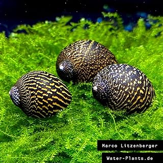 5 Mosaik Rennschnecken, Algenfresser/Stück 1,99€