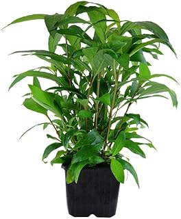 AquaOne Aquarium Pflanzen I Mutterpflanze Hygrophila ‚Siamensis‘ XL I Aquarienpflanze Hintergrund…