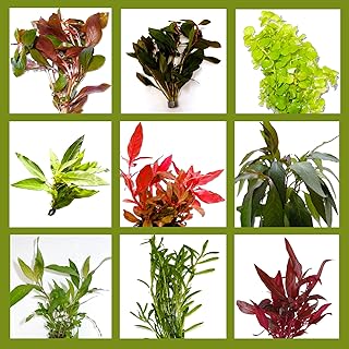 6 Bunde mit schönen kräftigen Aquariumpflanzen – großes buntes Pflanzen Sortiment für ein 60 …