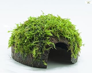 Garnelio – Moos Höhle/Coco Shell – Kokosnuss mit XMAS Aquarienmoos bewachsen/Höhle Aquarium Deko