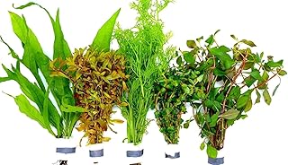 Aquariumpflanzen Set 5 XXL Bunde, Wasserpflanze, Wasserpflanzen, Dicke Bunde
