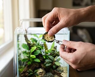 NatureHolic Futterklammer – Edelstahl Futterhilfe für Aquarien – Versenkt Blätter, Gemüse und …