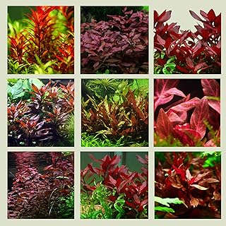 5 rote Aquariumpflanzen – 5 verschiedene Bunde, Set mit kräftigen Pflanzen, Sortiment ROT mit ve…
