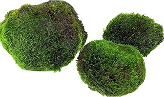 AquaBreedingSkill – Große Größe 4–5 cm – Set aus 3 Marimo Moosbällen – Lebende Aquari…