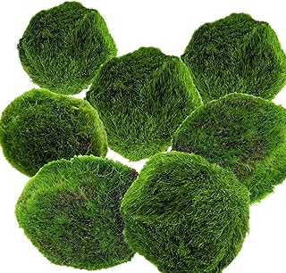 AquaBreedingSkill – Größe 3 cm – Set aus 7 Marimo Moosbällen – Lebende Aquariumpflanze -…