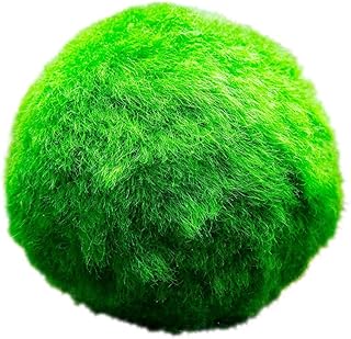 Vdvelde․com – Marimo Mooskugeln 5 Stück, Aegagropila linnaei für Teich | Lebende Wasserpflanz…