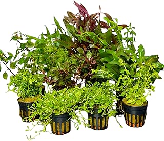 Aquariumpflanzen-Set, 5 Töpfe, gemicht für Vorder-, Mittel-, und Hintergrund, Wasserpflanzen Set