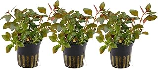 AquaOne Aquarium Pflanze 3 Stück Ludwigia repens ‚Rubin‘ I Wasserpflanze Aquariumpflanze Stänge…