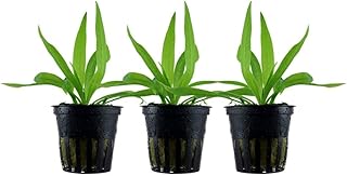 AquaOne Aquarium Pflanze 3 Stück Helanthium ‚Quadricostatus‘ I Wasserpflanze Aquariumpflanze Ros…