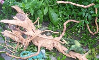 rote Moorwurzel 25-35 cm, Wurzel, Finger Wood