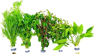 Aquariumpflanzen Set 5 XXL Bunde, Wasserpflanze, Wasserpflanzen, Dicke Bunde