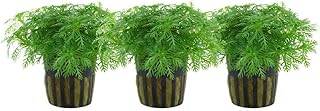 AquaOne Aquarium Pflanze 3 Stück Hottonia palustris Stängelpflanze | Wasserpflanze Aquariumpfla…